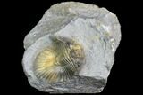 Scabriscutellum Trilobite - Multi-Toned Shell #105355-1